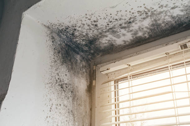 Affordable Mold Removal solutions in Sumerduck, VA
